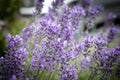 Background of violet growing lavender swaying on wind