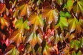 Virginia Creeper Leaves Royalty Free Stock Photo