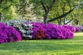 Background of Vivid Flowering Azalea Bushes