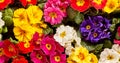 Background of vividly colorful primrose flowers