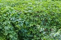 Background of wall densely overgrown with climbing plant in summer