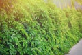 Background wall of green leaves, copy space. The texture of the tree branches summer ivy on the background Royalty Free Stock Photo