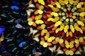 A background wall of many butterflies.