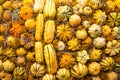 Background wall of pumpkin varieties Mix striped bright yellow. Food, vegetables, agriculture