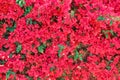 Background of a wall of red flowers. The texture of the flower bougainvillea Bush