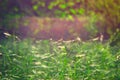 Background green wallpaper grass