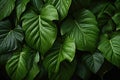 Background wall of tropic vibrant green foliage