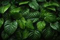 Background wall of tropic vibrant green foliage