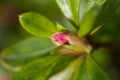 Background, wallpaper, flower, nature, blur, close-up, macro, spring, abstract, water drop, green, leaf, waterdrop, dew, reflecti Royalty Free Stock Photo