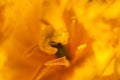 Background, wallpaper, flower, nature, blur, flower, close-up, macro, spring, abstract, yellow