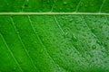 Green leaves texture and drop of water, Wallpaper by detail of g