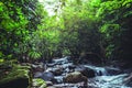 Background Wallpaper nature Forest Hill Waterfall. Tarn Rattana Waterfall kaoyai thailand Royalty Free Stock Photo