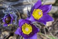 Background wallpaper pictures group of purple snowdrop primroses sleep-grass Royalty Free Stock Photo