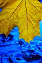 Background wallpaper for screen savers. Yellow autumn leaf over blue water during rain. Splashes and drops of water with blue