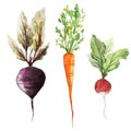 Background wallpaper texture root vegetables vegan vegetarian