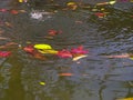 background of water, leaves and flowers