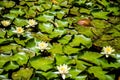 Background with water lilies and frogs