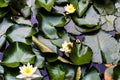 Background with water lilies and frogs