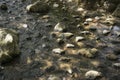 Background with water rocks in traditional Japanese pond