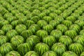 Background from watermelons with realistic texture, 3D rendering