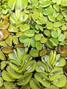 Background of waterplant Royalty Free Stock Photo