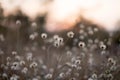 Background with weeds and magic of light at twilight in the autumn. Sunset