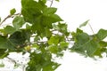 Background of wet ivy leaves on mirror