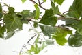 Background of wet ivy leaves on mirror