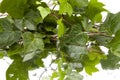 Background of wet ivy leaves on mirror