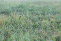 Background with wet morning grass, selective focus