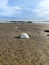 White shell in the wet sand with pores. Beach sand with bright sky background.