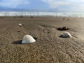 White shells in the wet sand with pores. Beach sand with bright sky background.