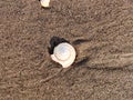 Background of wet sand with pores. Beach sand with the shell seamless pattern.