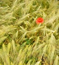 A field of wheat whit a red poppie illuminated by the afternoon sunshine