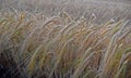 Background with wheat ear, wheat field as a background Royalty Free Stock Photo