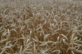 The background is a wheat field of mature ears prone to the ground Royalty Free Stock Photo