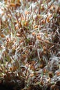 Background from wheat germ and seed closeup Royalty Free Stock Photo