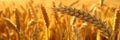 background wheat golden spikelets close-up