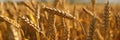 background wheat golden spikelets close-up