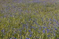 Background of wheat, poppies, cornflowers Royalty Free Stock Photo