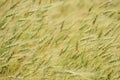 Background Wheat Stalks Blowing in Wind