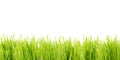 Background wheatgrass Royalty Free Stock Photo