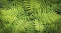 Background which the structure of bracken Royalty Free Stock Photo