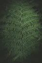 Background which the structure of bracken Royalty Free Stock Photo