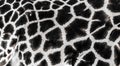 Background which the structure of hide of giraffe is represented on Royalty Free Stock Photo