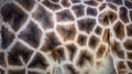 Background which the structure of hide of giraffe is represented on Royalty Free Stock Photo