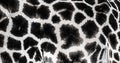 Background which the structure of hide of giraffe is represented on Royalty Free Stock Photo