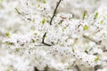 Background of white blossoming fruit tree in spring garden closeup