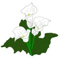 Background with White Callas