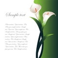 Background with white callas Royalty Free Stock Photo